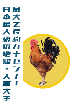 日本最大級の地鶏、天草大王